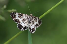 Attēlu rezultāti vaicājumam “Epirrhoe tristata imago”