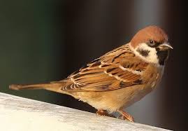 Image result for Passer montanus