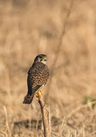 Attēlu rezultāti vaicājumam “Falco tinnunculus”