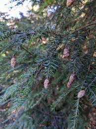 Attēlu rezultāti vaicājumam “Tsuga canadensis”