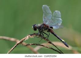 Attēlu rezultāti vaicājumam “Leucorrhinia pectoralis”