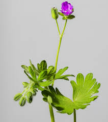 Attēlu rezultāti vaicājumam “Geranium molle leaf”