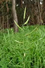 Attēlu rezultāti vaicājumam “Brachypodium pinnatum”