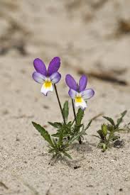Attēlu rezultāti vaicājumam “Viola tricolor subsp. curtisii leaf”
