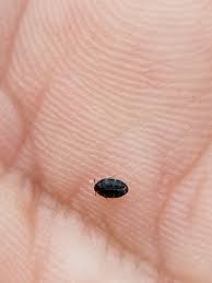 Attēlu rezultāti vaicājumam “Anthrenus sp. imago”