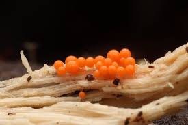 Attēlu rezultāti vaicājumam “Willkommlangea reticulata plasmodium”