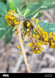 Attēlu rezultāti vaicājumam “Aphis jacobaeae”