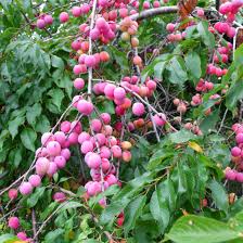 Attēlu rezultāti vaicājumam “Prunus (plum-tree)”