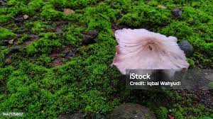 Attēlu rezultāti vaicājumam “Arrhenia spatulata”