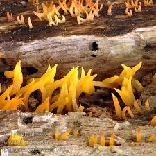 Attēlu rezultāti vaicājumam “Calocera cornea”
