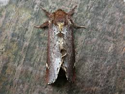 Attēlu rezultāti vaicājumam “Odontosia carmelita”