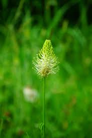 Attēlu rezultāti vaicājumam “Phyteuma spicatum”