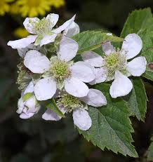 Attēlu rezultāti vaicājumam “Rubus plicatus flower”
