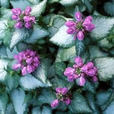 Attēlu rezultāti vaicājumam “Lamium maculatum”