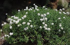 Image result for Iberis umbellata