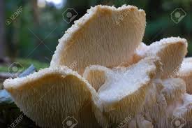 Attēlu rezultāti vaicājumam “Hericium cirrhatum”