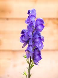 Attēlu rezultāti vaicājumam “Aconitum napellus flower”