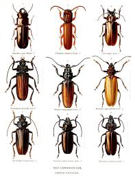 Attēlu rezultāti vaicājumam “Priobium carpini”