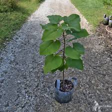 Attēlu rezultāti vaicājumam “Catalpa”
