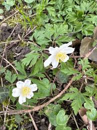 Attēlu rezultāti vaicājumam “Anemone nemorosa flower”