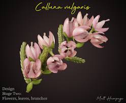 Attēlu rezultāti vaicājumam “Calluna vulgaris bud”