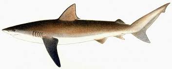 Image result for Carcharhinus brachyurus