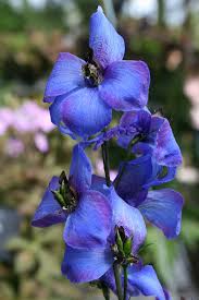 Attēlu rezultāti vaicājumam “Delphinium elatum”