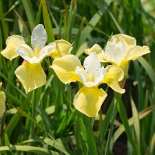 Attēlu rezultāti vaicājumam “Iris sibirica leaf”