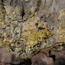 Attēlu rezultāti vaicājumam “Chaenotheca ferruginea”