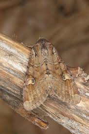 Attēlu rezultāti vaicājumam “Apamea sordens”