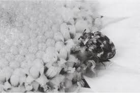 Attēlu rezultāti vaicājumam “Anthrenus sp. imago”