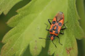 Attēlu rezultāti vaicājumam “Corizus hyoscyami”