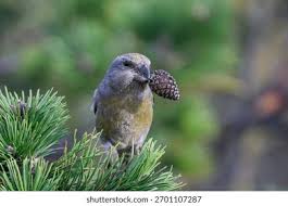 Attēlu rezultāti vaicājumam “Loxia pytyopsittacus”