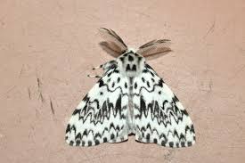 Attēlu rezultāti vaicājumam “Lymantria monacha”