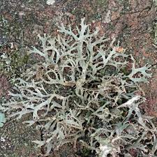 Attēlu rezultāti vaicājumam “Anaptychia ciliaris”