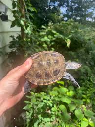 Image result for Malaclemys terrapin