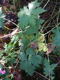 Attēlu rezultāti vaicājumam “Geranium palustre leaf”