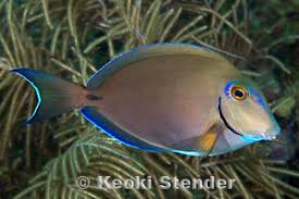 Image result for Acanthurus bahianus