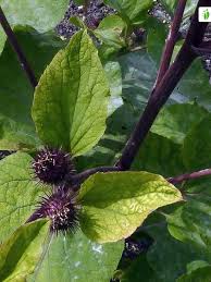 Attēlu rezultāti vaicājumam “Arctium nemorosum”