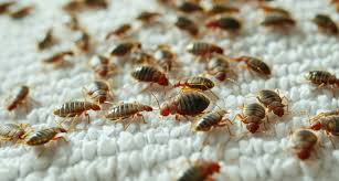 Image result for bed bugs