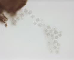 Attēlu rezultāti vaicājumam “Metatrichia floriformis stalked”