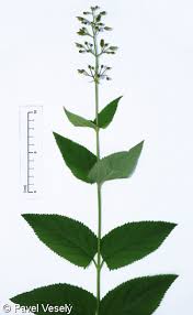 Attēlu rezultāti vaicājumam “Scrophularia nodosa”