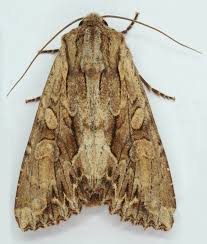 Attēlu rezultāti vaicājumam “Apamea ophiogramma”