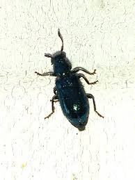 Attēlu rezultāti vaicājumam “Korynetes caeruleus”