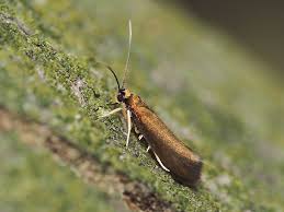 Attēlu rezultāti vaicājumam “Roeslerstammia erxlebella”