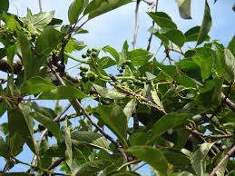 Attēlu rezultāti vaicājumam “Bryonia alba leaf”
