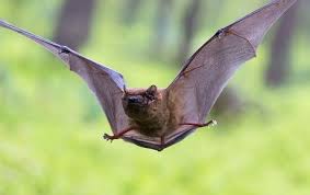 Attēlu rezultāti vaicājumam “Nyctalus noctula”