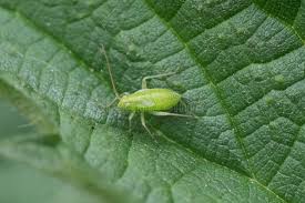 Attēlu rezultāti vaicājumam “Closterotomus biclavatus”