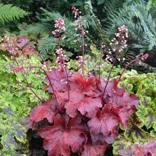 Image result for Heuchera Metallica