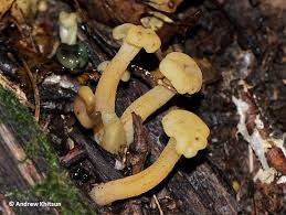 Attēlu rezultāti vaicājumam “Leotia lubrica”